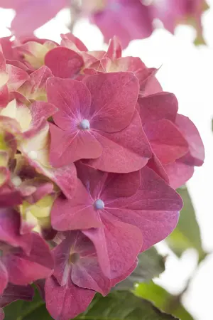 hydrangea gr - afbeelding 4