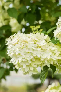 klein 2 - afbeelding 5