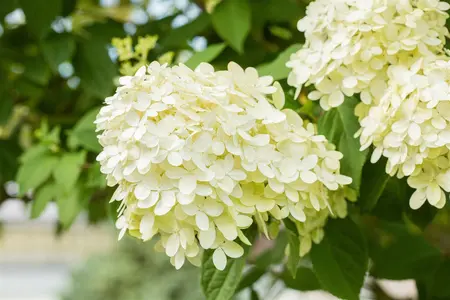 klein 2 - afbeelding 3