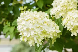 klein 2 - afbeelding 3