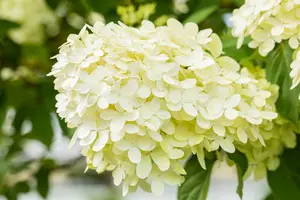 klein 2 - afbeelding 4