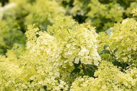 hydrangea pan. bobo - afbeelding 2