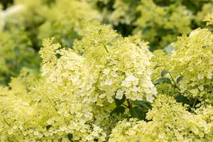 hydrangea pan. bobo - afbeelding 2