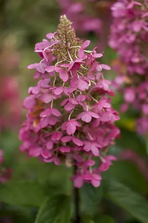 hydrangea pan. pinky winky - afbeelding 2