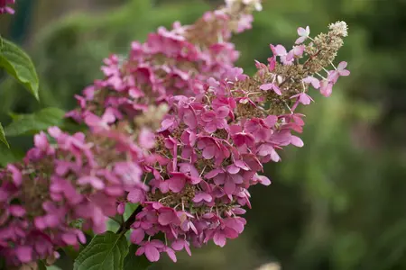 hydrangea pan. pinky winky - afbeelding 1