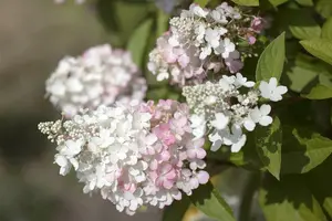 hydrangea pan. pinky winky - afbeelding 5