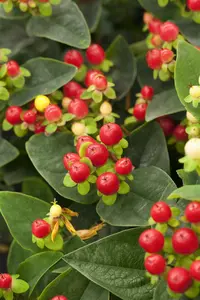 25-35 cm. C2 - afbeelding 2