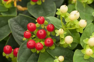 hypericum miracle