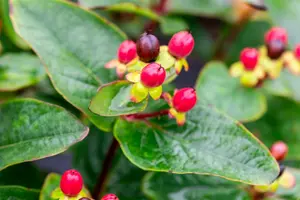 25-35 cm. C2 - afbeelding 3