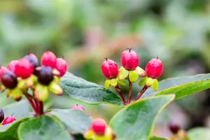 25-35 cm. C2 - afbeelding 5