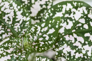 hypoestes phyllostachya