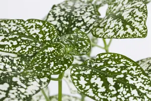 hypoestes phyllostachya - afbeelding 2