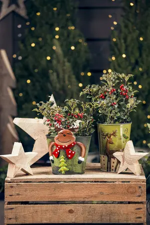 ilex aquifolium - afbeelding 2