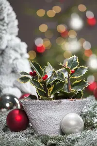 ilex aquifolium - afbeelding 4