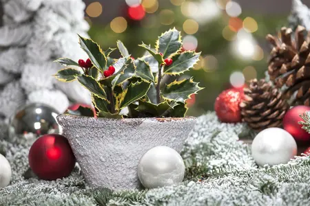 ilex aquifolium - afbeelding 5