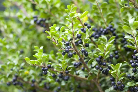 ilex cren.  convexa  25-30 cm. c2 - afbeelding 5