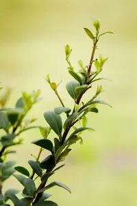 ilex cren.  dark green  50 cm bol c25