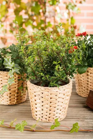 ilex cren.  dark green  50 cm bol c25 - afbeelding 4