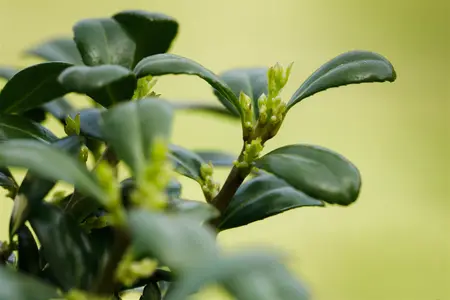 ilex cren.  dark green  50 cm bol c25 - afbeelding 3