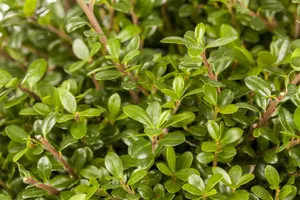 60-65 cm. P40 - afbeelding 2