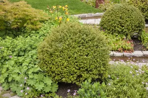 60-65 cm. P40 - afbeelding 3