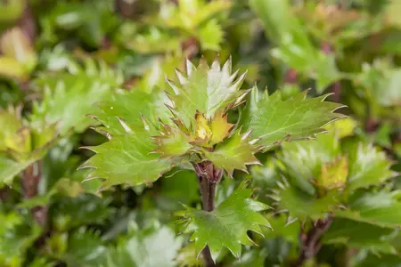 40-45 cm Bol C10 - afbeelding 3