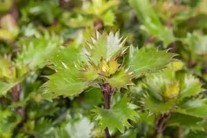 40-45 cm Bol C10 - afbeelding 3