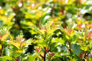 40-45 cm Bol C10 - afbeelding 5