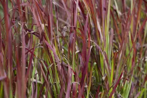 imperata cylindrica   red baron  - afbeelding 1