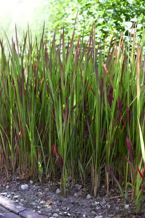 imperata cylindrica  red baron  leverbaar c2 - afbeelding 2