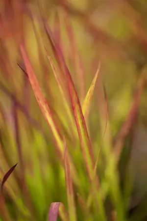 imperata cylindrica  red baron  leverbaar c2 - afbeelding 3