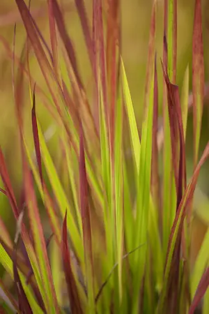 imperata cylindrica  red baron  leverbaar c2 - afbeelding 4
