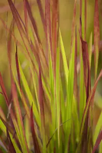 imperata cylindrica  red baron  leverbaar c2 - afbeelding 4