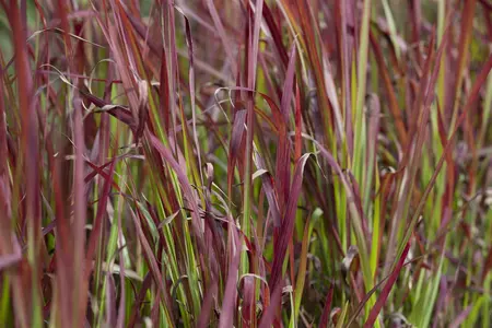 imperata cylindrica  red baron  leverbaar c2 - afbeelding 1