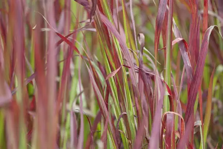imperata cylindrica  red baron  leverbaar c2 - afbeelding 5