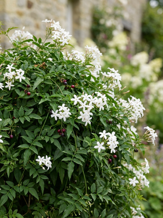 jasminum