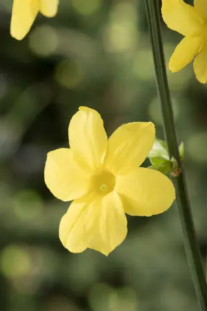 jasminum nudiflorum - afbeelding 2