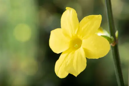 jasminum nudiflorum - afbeelding 1