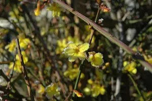 jasminum nudiflorum - afbeelding 3