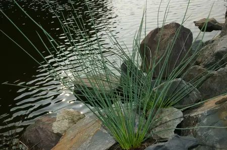 juncus inflexus  blue arrows 