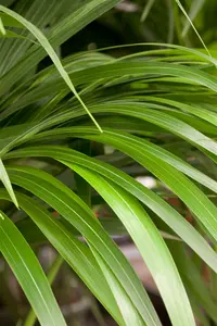 kentia howea 2 - afbeelding 3