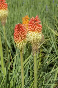 kniphofia  royal castle 