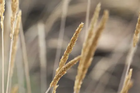 koeleria glauca - afbeelding 2