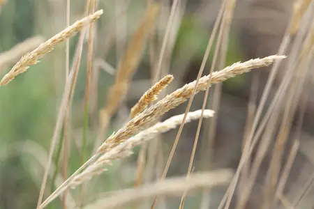 koeleria glauca - afbeelding 3