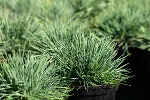 koeleria glauca - afbeelding 4