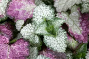 lamium mac.  white nancy 