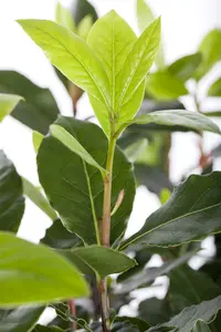 40 cm. P14 - afbeelding 2