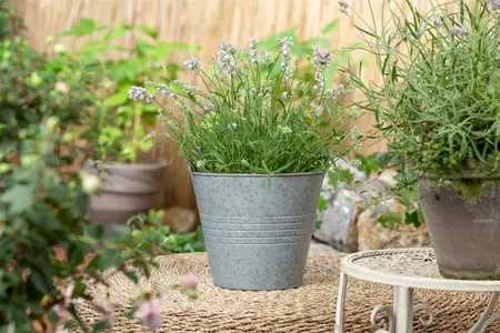 pot9cm - afbeelding 2