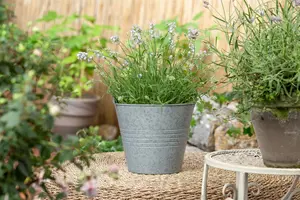 pot9cm - afbeelding 2