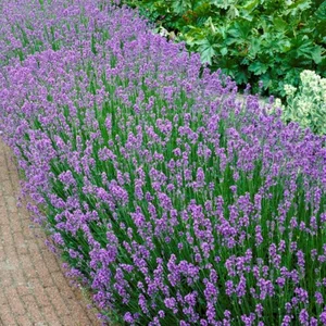 lavandula ang.  munstead